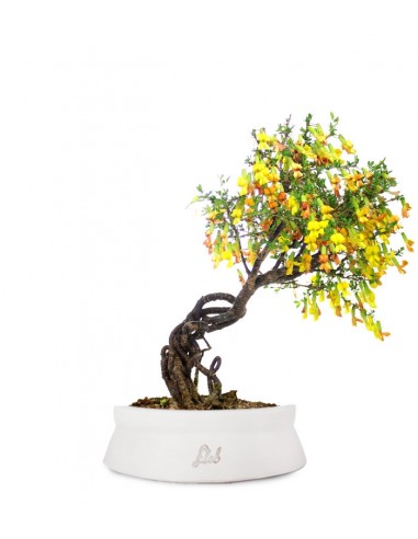 Caragana Bonsai