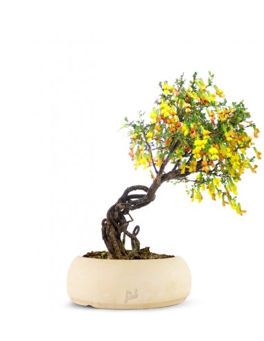 Caragana Bonsai