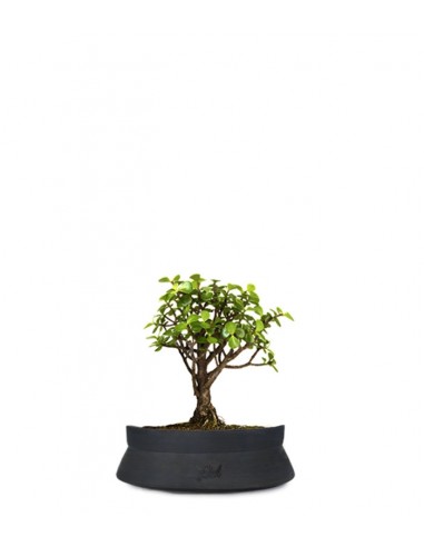 Portulacaria S Bonsai