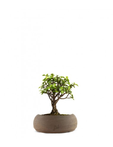 Portulacaria S Bonsai