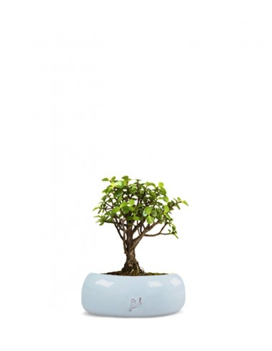Portulacaria S Bonsai