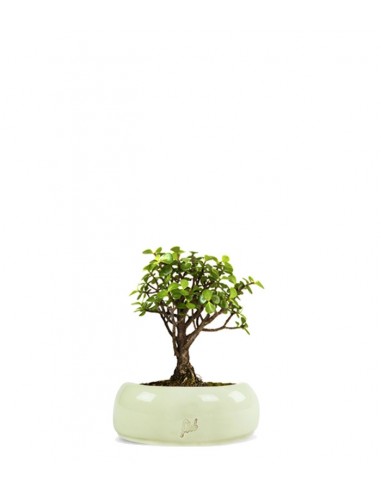 Portulacaria S Bonsai