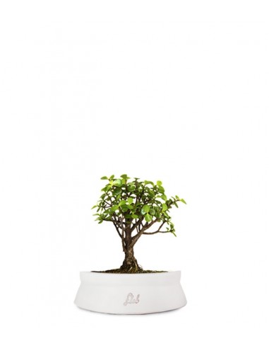 Portulacaria S Bonsai