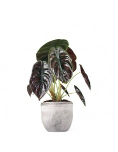 Alocasia Red Secret