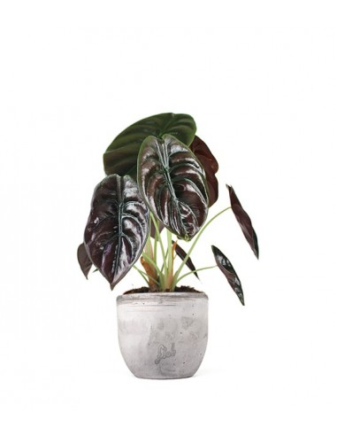 Alocasia Red Secret