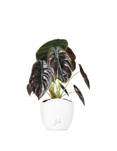 Alocasia Red Secret
