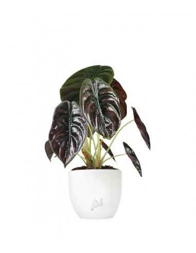 Alocasia Red Secret