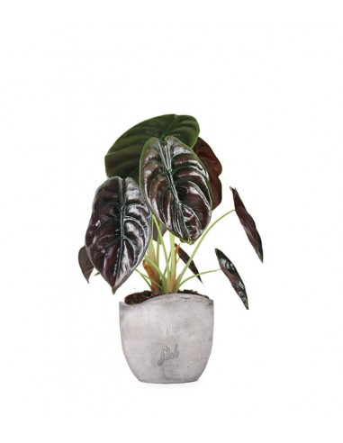 Alocasia Red Secret