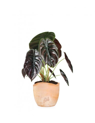 Alocasia Red Secret