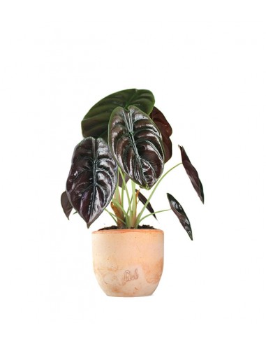 Alocasia Red Secret
