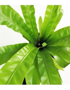 Asplenium su roccia lavica 2