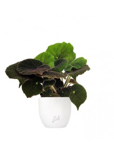 Begonia Masoniana 