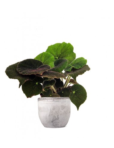 Begonia Masoniana