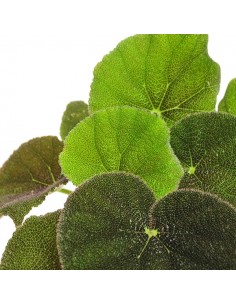 Begonia Masoniana  2