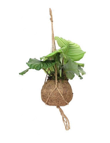 Calathea orbifolia in fibra di cocco