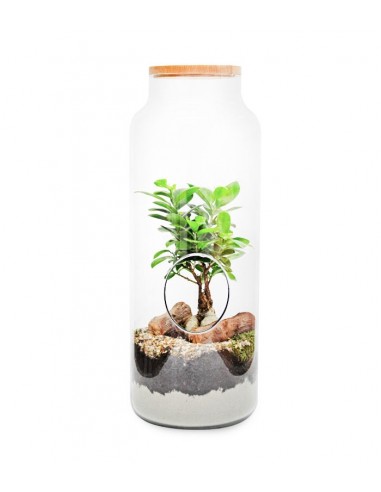 Ficus Ginseng in vetro