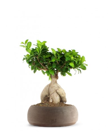 Ficus Ginseng L