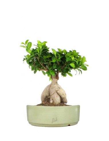 Ficus Ginseng L