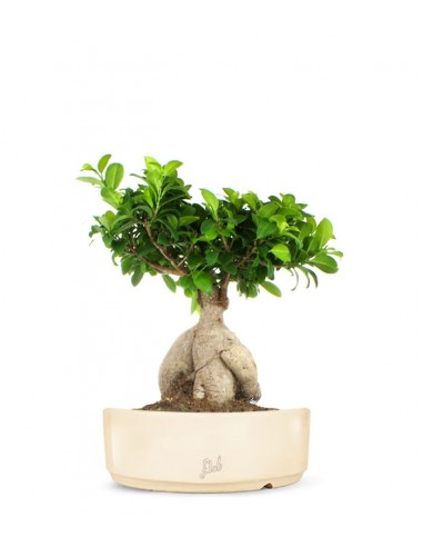 Ficus Ginseng L