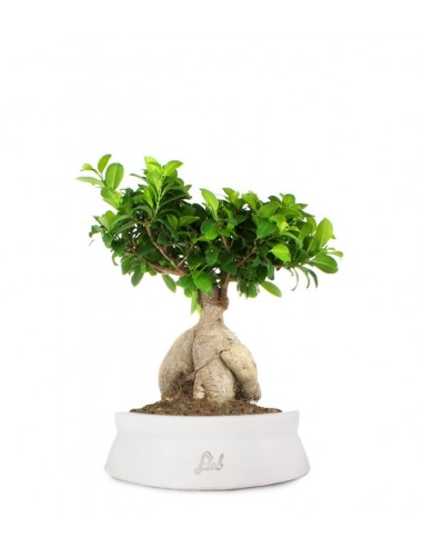 Ficus Ginseng L