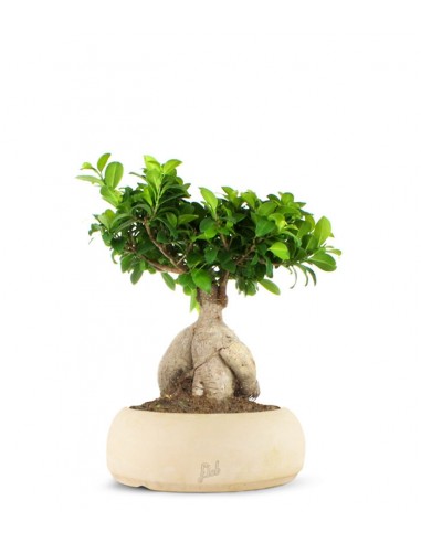 Ficus Ginseng L