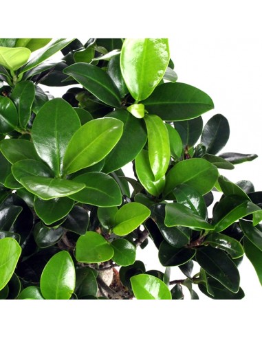 Ficus Ginseng L