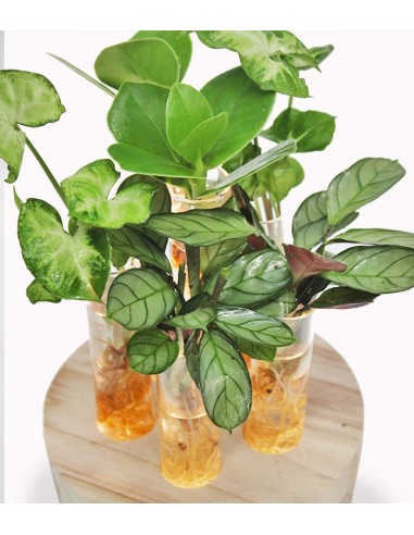 Mix piante verdi in idroponica con led 