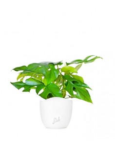 Monstera Minima