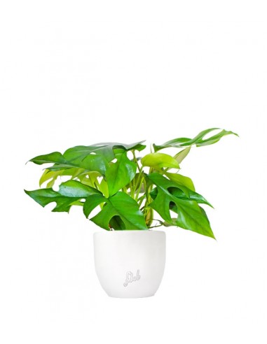 Monstera Minima