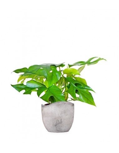 Monstera Minima