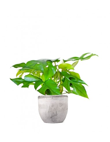 Monstera Minima
