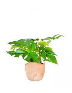 Monstera Minima 2