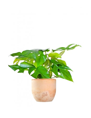 Monstera Minima