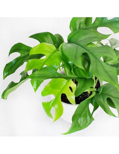 Monstera Minima