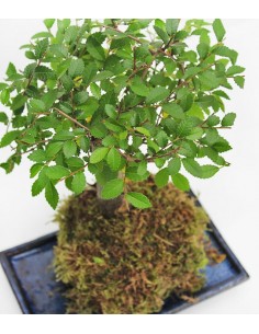 Olmo zelkova in kokedama 2