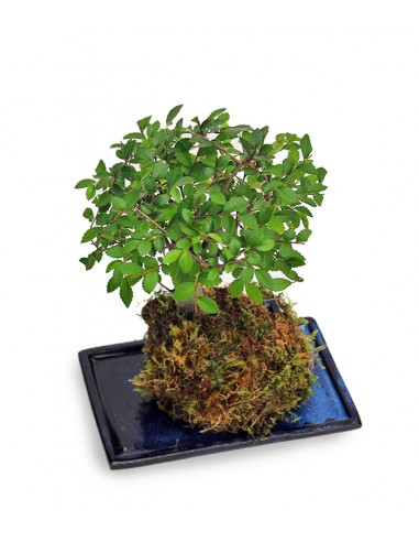 Olmo zelkova in kokedama
