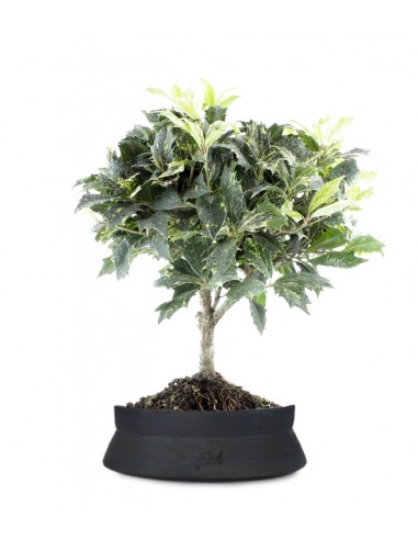 Osmanthus