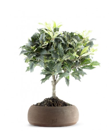 Osmanthus