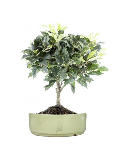 Osmanthus