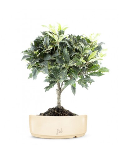 Osmanthus
