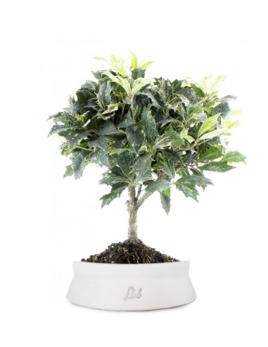 Osmanthus