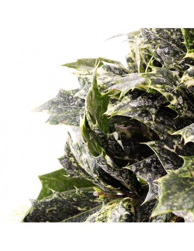 Osmanthus