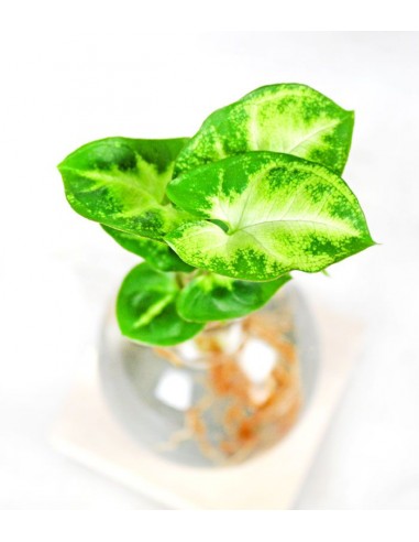 Syngonium sfera con led