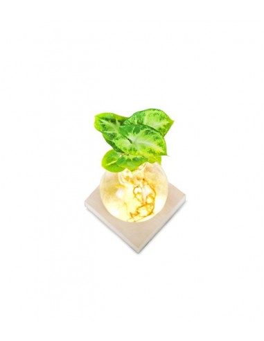 Syngonium sfera con led