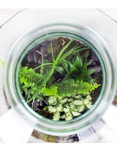 Terrarium in vetro 2
