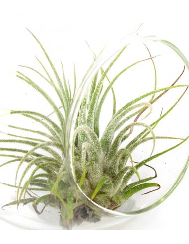 Tillandsia in vetro Flob