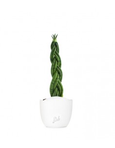 Sansevieria Twister