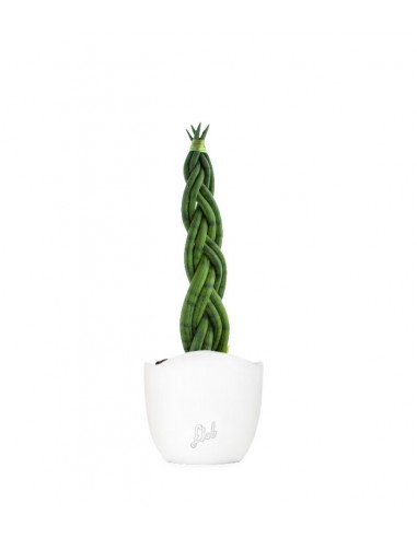Sansevieria Twister