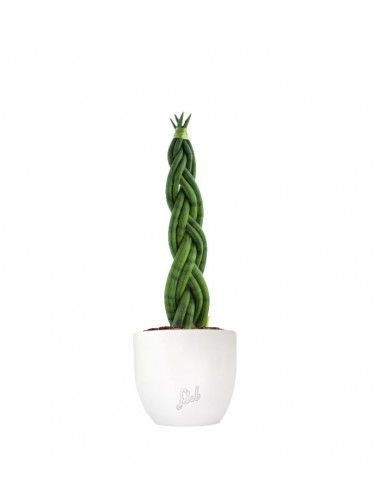 Sansevieria Twister