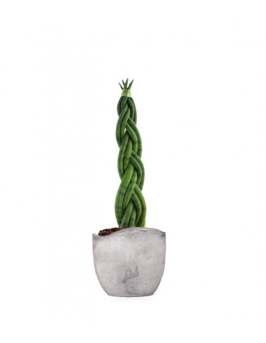 Sansevieria Twister